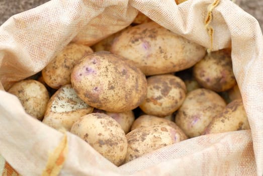 Kestrel Potatoes harvested from an allotment.