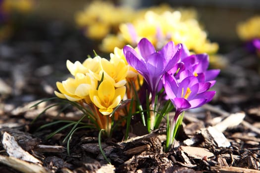 Purple and yellow crocus in garden