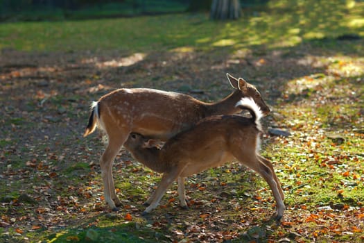 Fawn