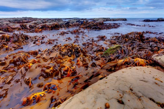 West coast of New Zealand&#039 s South Island near Kaikoura during low tide