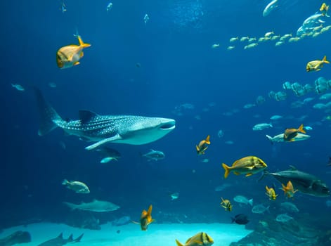Underwater image of a whale shark and schools of fish