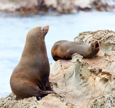 Hooker&#039 s Seal Lions on a rock on the New Zealand coast.