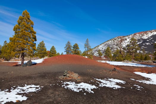 Pine trees growing in the lava field at Sunset Crater volcano in Flagstaff, Arizona