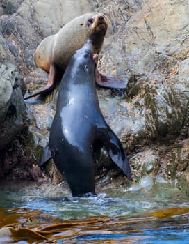 Hooker&#039 s Seal Lions on a rock on the New Zealand coast.