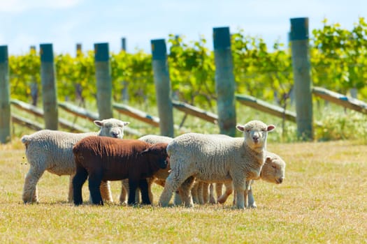 Babydoll sheep in a vineyard in Marlborough County in New Zealand
