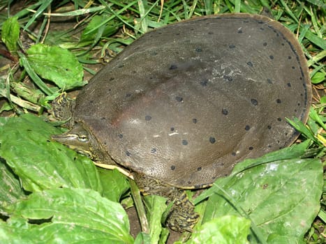 Spiny Softshell Turtle (Apalone spinifera) in central Illinois.