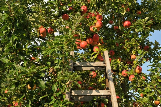 Apples in autumn