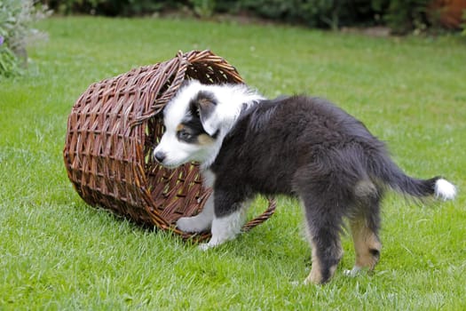 Australian Shepherd puppy