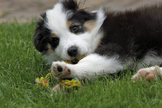 Australian Shepherd puppy
