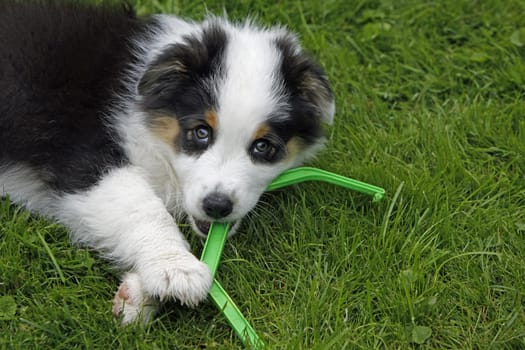 Australian Shepherd puppy