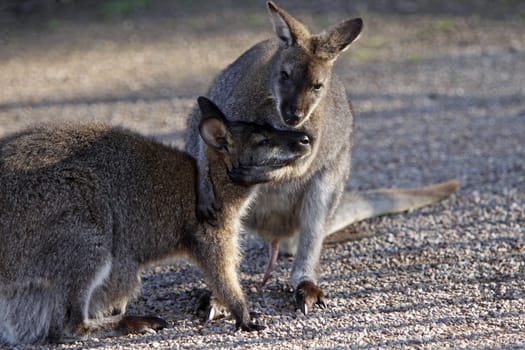 Fighting Bennett's kangaroos