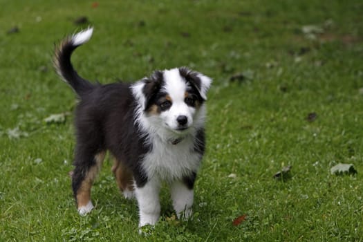 Australian Shepherd puppy