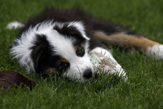 Australian Shepherd puppy