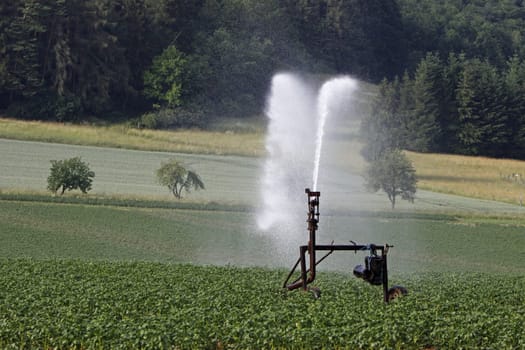 Watering a potato field