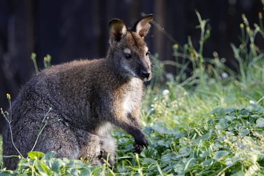 Bennett's kangaroo