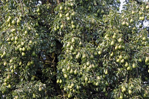 Harvest-ready pears on a pear tree
