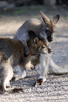 Fighting Bennett's kangaroos