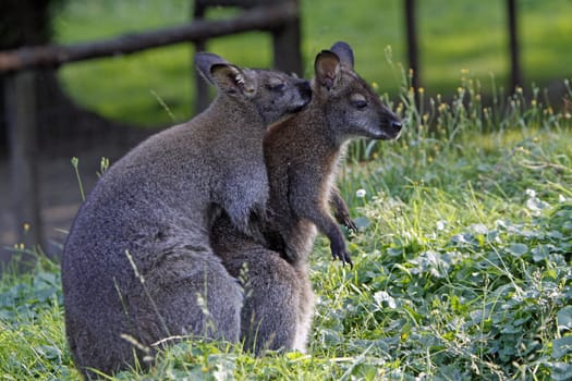 Bennett's kangaroos mating