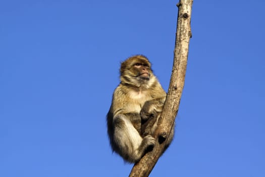 Barbary macaque on a tree