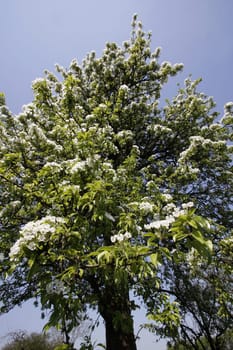 Blooming pear tree
