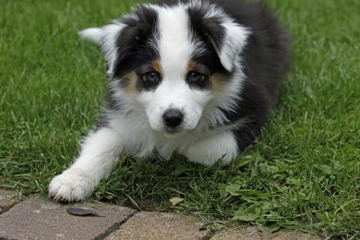Australian Shepherd puppy