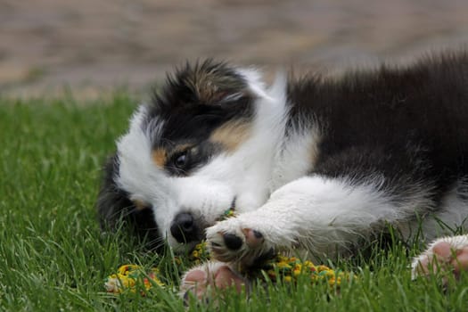 Australian Shepherd puppy