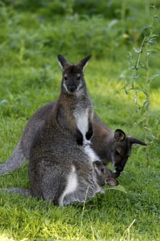 Bennett Kangaroo Family