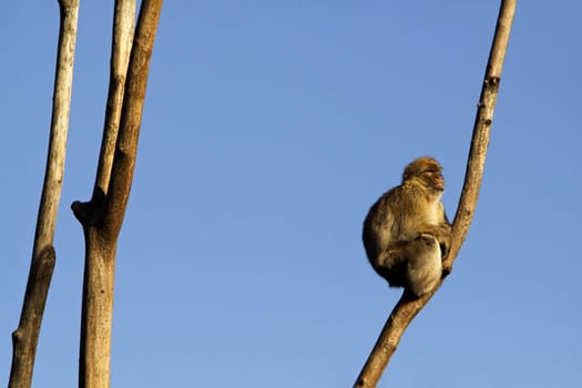 Barbary macaque on a tree