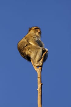 Barbary macaque on a tree