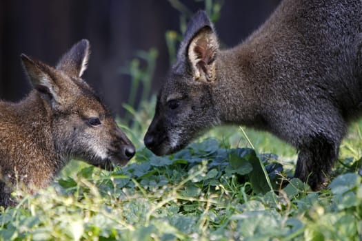 Two Bennet kangaroos