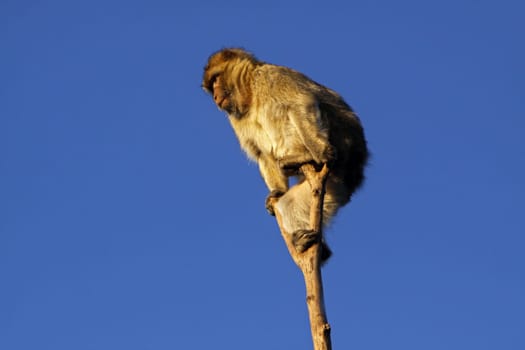 Barbary macaque on a tree