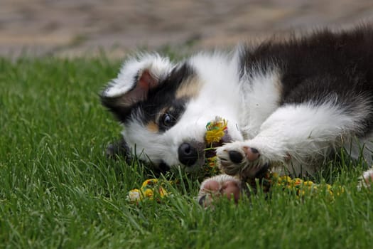 Australian Shepherd puppy