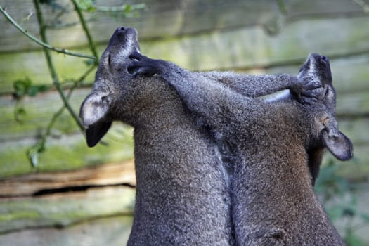 Fighting Bennett's kangaroos