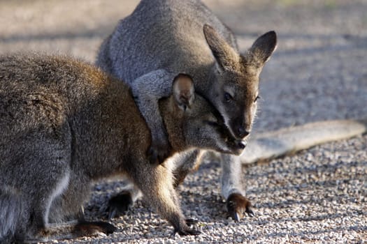 Fighting Bennett's kangaroos