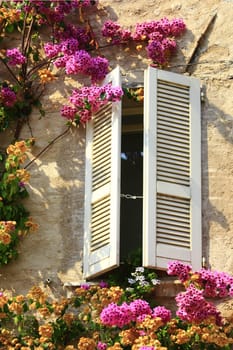 Bougainvillea