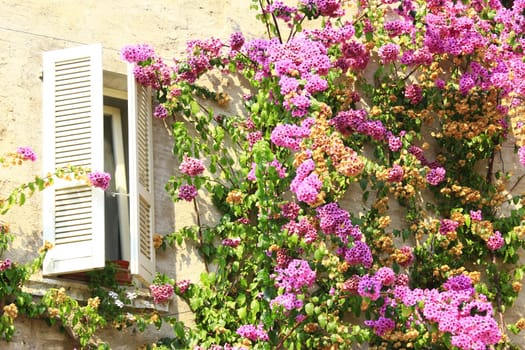 Bougainvillea