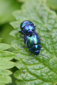 Green-blue leaf beetle