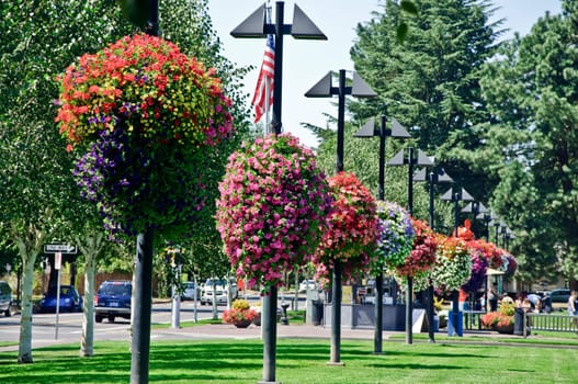 BEAVERTON, OREGON - AUGUST 12: Hanging flower baskets in Beaverton City Park on August 12, 2010 in Beaverton, Oregon. Prevention magazine named Beaverton one of the top 100 walking cities in America.