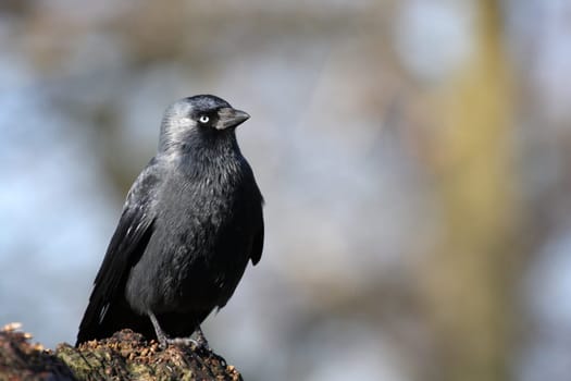Jackdaw