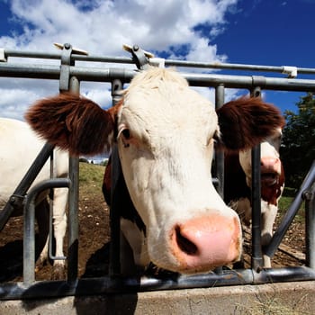 head of cow in farmland in summer