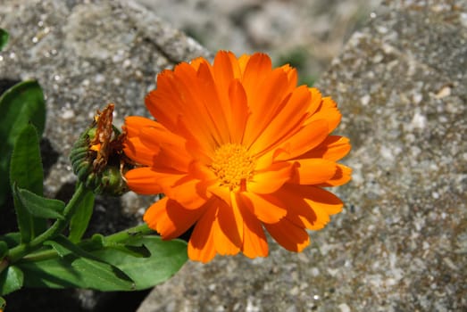macro photo of an orange daisy in Cornwall