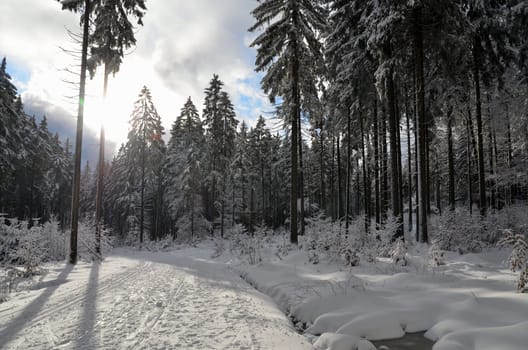 Winter Forest Snow Hiking Mountains