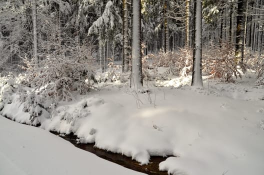 Winter Forest Snow Hiking Mountains