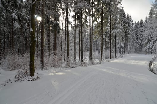 Winter Forest Snow Hiking Mountains