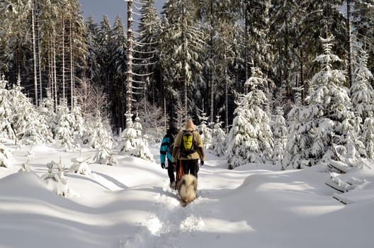 Winter Forest Snow Hiking Mountains