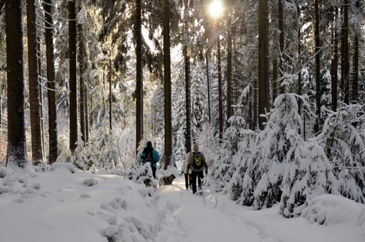 Winter Forest Snow Hiking Mountains