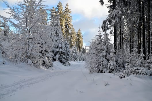 Winter Forest Snow Hiking Mountains