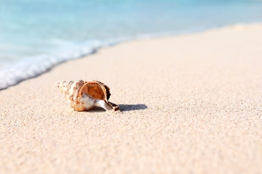 sea shells with sand as background