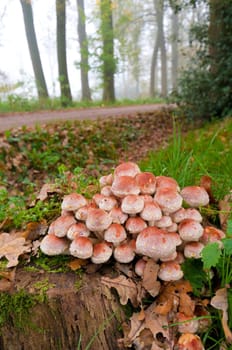 Bunch of mushrooms on a rotten tree trunk