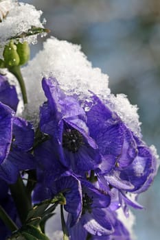 Larkspur flowers covered with snow